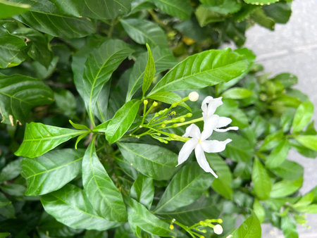 Pinwheel Flower, Crape Jasmine, Tabernaemontana divaricata, ornamental evergreen shrub or small tree...