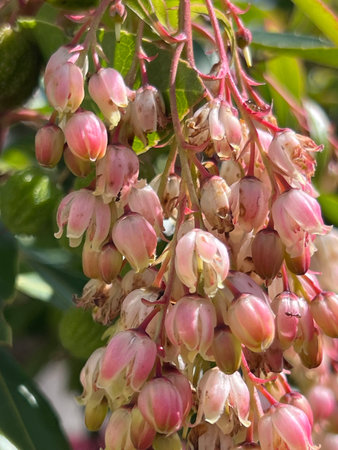 Floral aberration in Strawberry Tree, Arbutus unedo with open flowers instead of urn shaped in large drooping bunches, fruits normalの写真素材