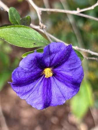 Blue Potato Bush, Solanum rantonnetii, evergreen shrub with elliptic leaves and large blue-purple flowers in leaf axils.の写真素材