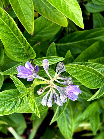 Flowers of Pepino Dulce, Solanum muricatum, trailing plant with simple leaves and purple flowers in a cluster and melon like fruits.の写真素材