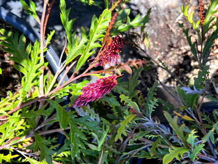 Grevillea 'Fanfare', hybrid cultivar hybrid between Grevillea gaudichaudii and Grevillea longifolia, with coarsely cut leaves and clusters of red flowersの写真素材