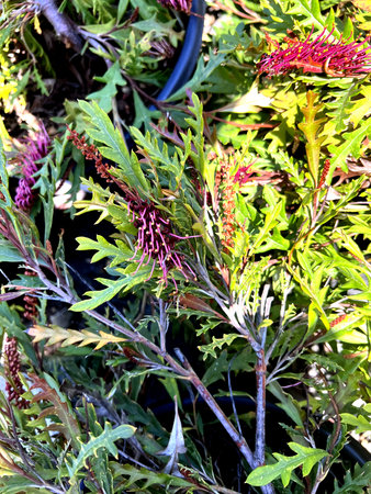 Grevillea 'Fanfare', hybrid cultivar hybrid between Grevillea gaudichaudii and Grevillea longifolia, with coarsely cut leaves and clusters of red flowersの写真素材