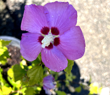 Hibiscus syriacus Purple Pillar, Rose Mallow Deciduous shrub to small tree with lobed leaves and light purple flowers with red fringed blotches at base of petalsの写真素材