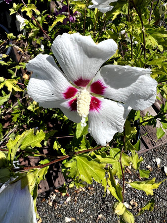 Hibiscus syriacus Red Heart , Rose Mallow Deciduous shrub to small tree with lobed leaves and snow white flowers with red fringed blotches at base of petalsの写真素材