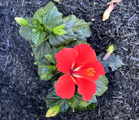 Hibiscus rosa-sinensis 'Dragon's Breath', Ornamental shrub with green slightly lobed leaves and large red flowers with purple and white blotches on petal base.の写真素材