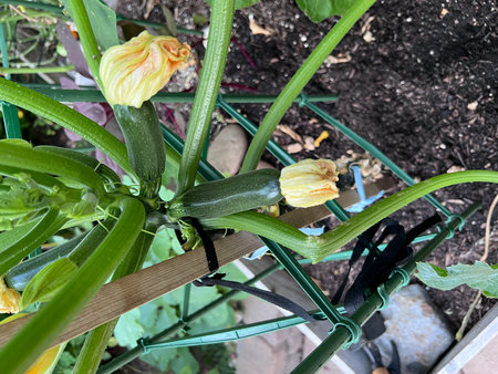 Zucchini flower with young fruits, Cucurbita pepo, trailing plant with lobed leaves and pale yellow female flower with developing fruits.の写真素材