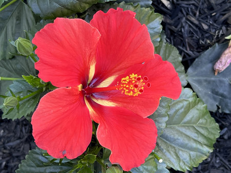 Hibiscus rosa-sinensis 'Dragon's Breath', Ornamental shrub with green slightly lobed leaves and large red flowers with purple and white blotches on petal base.の写真素材