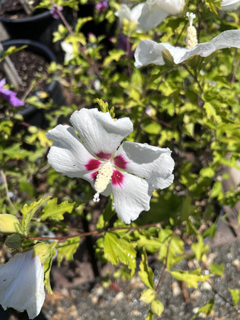 Hibiscus syriacus Red Heart , Rose Mallow Deciduous shrub to small tree with lobed leaves and snow white flowers with red fringed blotches at base of petalsの写真素材