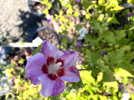 Hibiscus syriacus Purple Pillar, Rose Mallow Deciduous shrub to small tree with lobed leaves and light purple flowers with red fringed blotches at base of petalsの写真素材