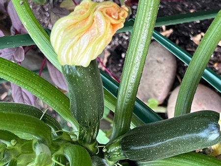 Zucchini flower with young fruits, Cucurbita pepo, trailing plant with lobed leaves and pale yellow female flower with developing fruits.の写真素材