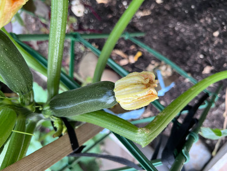 Zucchini flower with young fruits, Cucurbita pepo, trailing plant with lobed leaves and pale yellow female flower with developing fruits.の写真素材