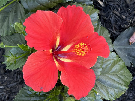 Hibiscus rosa-sinensis 'Dragon's Breath', Ornamental shrub with green slightly lobed leaves and large red flowers with purple and white blotches on petal base.の写真素材