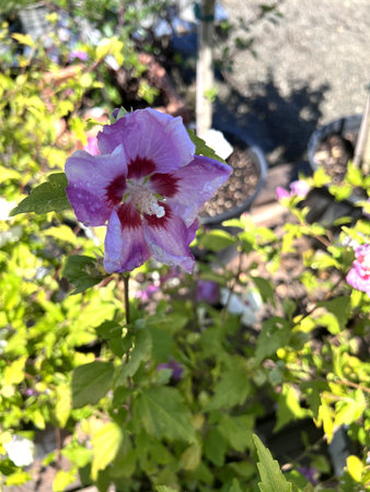 Hibiscus syriacus Purple Pillar, Rose Mallow Deciduous shrub to small tree with lobed leaves and light purple flowers with red fringed blotches at base of petalsの写真素材