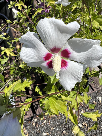 Hibiscus syriacus Red Heart , Rose Mallow Deciduous shrub to small tree with lobed leaves and snow white flowers with red fringed blotches at base of petalsの写真素材