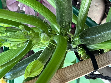 Zucchini flower with young fruits, Cucurbita pepo, trailing plant with lobed leaves and pale yellow female flower with developing fruits.の写真素材
