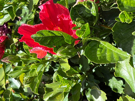 Hollywood Hibiscus, First Lady, Hibiscus rosa-sinensis , shrub with large pink to red flowers with broad uneven petals and yellow stamensの写真素材