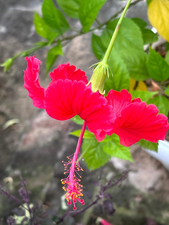 China Rose, Hibiscus rosa-sinensis, rose mallow, widely cultivated evergreen shrub or tree with...