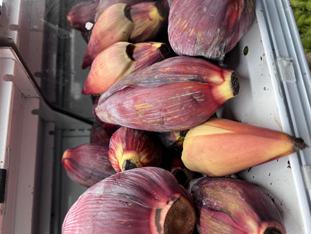 Banana Flower, Banana Blossoms, Musa x paradisiaca , with reddish-purple bracts which need to be removed to consume edible portion inside.の写真素材