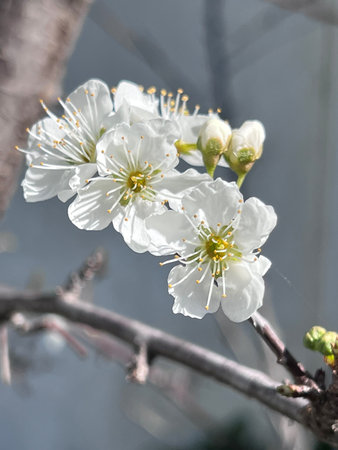 Santa Rosa Plum in flowers before leaves, Prunus salicina, deciduous tree with white flowers with 5...