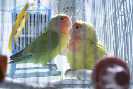 Cute pet parakeet in the aviaryの写真素材