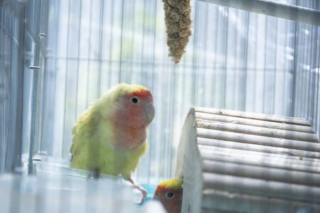 Cute pet parakeet in the aviary