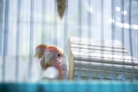 Cute pet parakeet in the aviaryの写真素材
