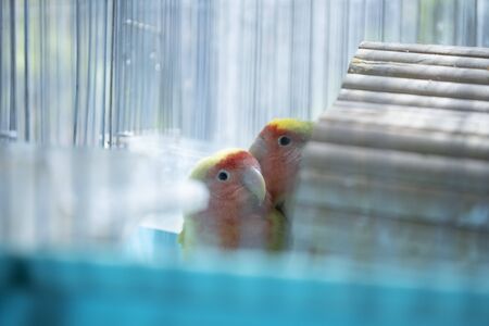 Cute pet parakeet in the aviaryの写真素材