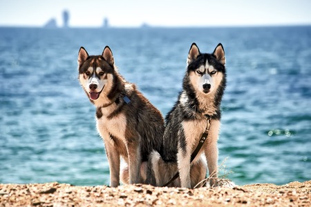 Siberian husky on the beach. Dogs on the summer beach. Rest with pets in the Crimea near the Black Sea.の写真素材