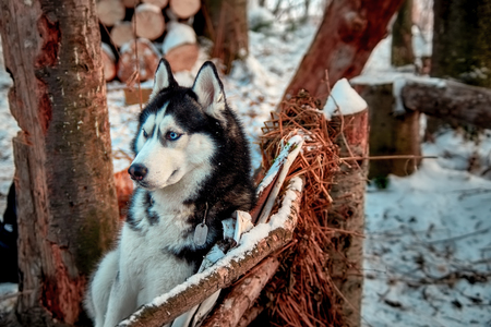 Beautiful husky dog with blue eyes sits on bench in sunny winter forest. Cute siberian husky black and white color resting on walk.の写真素材
