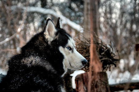 Beautiful husky dog looks around turning. Grim siberian husky, rear view. Wnter snow forest.