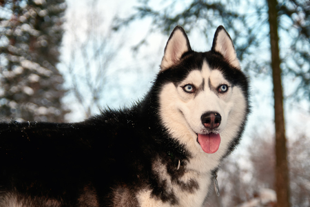 Portrait in warm evening tones of the siberian husky black and white color with blue eyes. Walk in a sunny evening winter forest.の写真素材