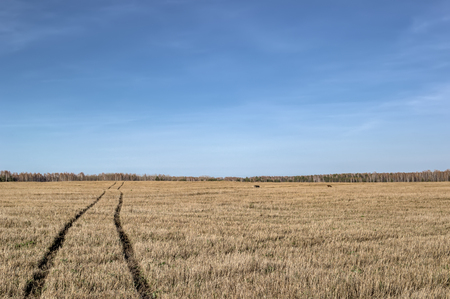Field with a dirt road. Autumn landscape yellow field with the background of bright blue sky in clear sunny dayの写真素材