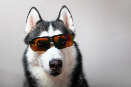 Husky dog in ski goggles. Portrait funny siberian husky in sunglasses.の写真素材