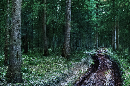 Forest road in the autumn cloudy day. Dirt way between coniferous trees.の写真素材