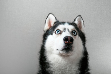 Studio portrait husky dog looking at top. Siberian husky black and white color with blue eyes. Grey background for cutout.の写真素材