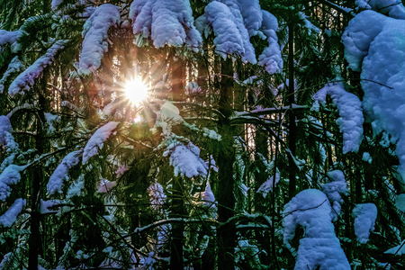 Light of the sun through the snowy branches of trees.の写真素材
