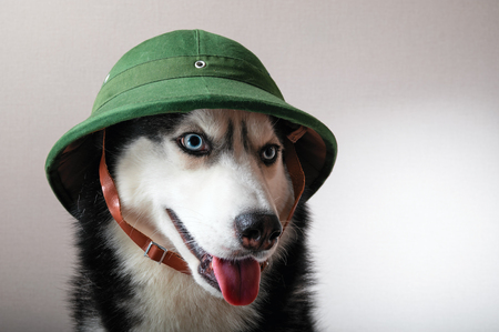 Husky dog in vintage green pith helmet for travel. Cork safari helmet.の写真素材