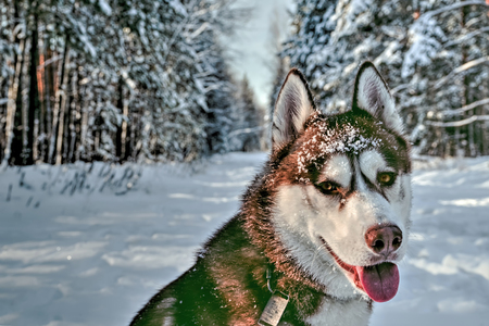 Cute siberian husky in the snowy winter forest.の写真素材