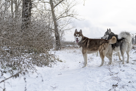 Siberian husky dogs walking in the winter forest.の写真素材