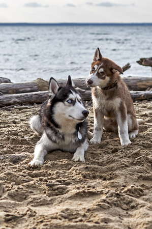 Beautiful adult black and white Siberian husky dog with blue eyes and a cute red puppy husky on the beach.Front view.の写真素材