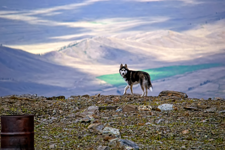 Dog on a mountain pass. Siberian husky in the background of the Kurai steppe, which lies 1000 meters below the pass the Teacher in Altai mountains. The play of light and shadow.の写真素材