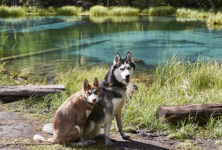 Siberian husky, a puppy with yellow eyes and an adult dog with blue eyes near the sunlit beautiful blue geyser lake.の写真素材