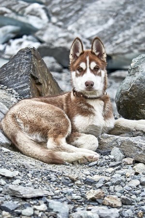 Siberian husky puppy red color lies there and stares. Front view dog. Portrait.の写真素材