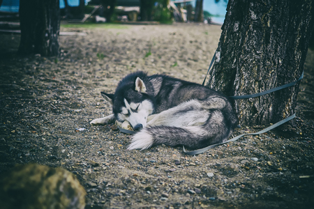 Black and white Siberian husky asleep on the sand under a tree, the Dog lies curled up.の写真素材