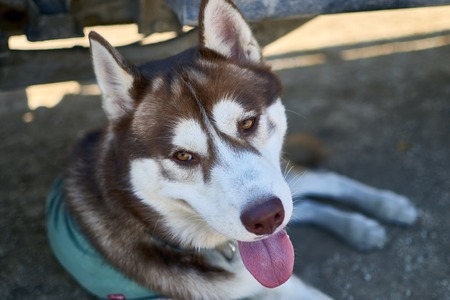 A red Siberian husky resting in the shade on a sunny day.の写真素材