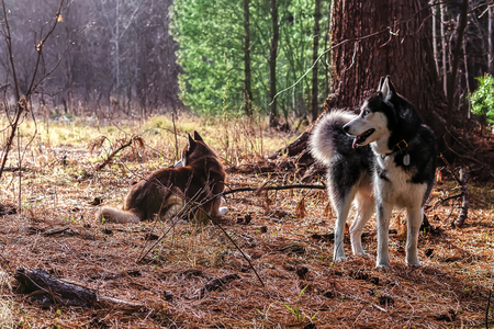Siberian husky walking in the autumn sun forest.Red and black-white dogs resting among the pine trees.の写真素材