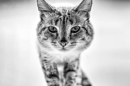 Black and white image of a siamese cat muzzle on a white background for a cutout.