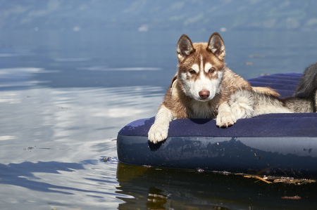 Cute red Siberian husky puppy swims in the lake, lying on the mattress. Front view. Dog portrait on a clear sunny day .の写真素材