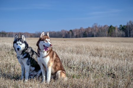 Siberian husky sitting on autumn field on a background of blue sky. Redhead and black-and-white dogs. Front view.の写真素材