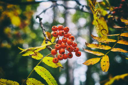 Autumn ripe bunch of red mountain ash among yellow leaves.の写真素材